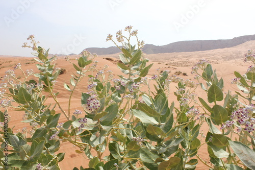 Hot and arid desert sand dunes terrain in Sharjah emirate in the United Arab Emirates. The oil-rich UAE receives less than 4 inches of rainfall a year and relies on water from desalination plants.