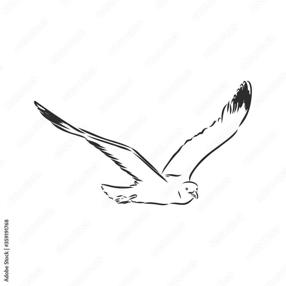 Seagull bird animal sketch engraving vector illustration. Scratch board style imitation. Hand drawn image. Seagull bird, vector sketch illustration Seagull bird animal sketch engraving vector illustration. Scratch board style imitation. Hand drawn image. Seagull bird, vector sketch illustration