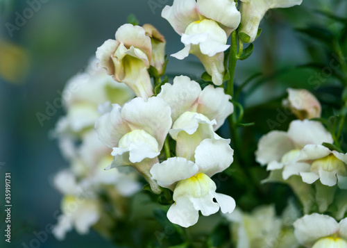 Antirrhinum majus or snapdragon apple blossom flowers in summer garden