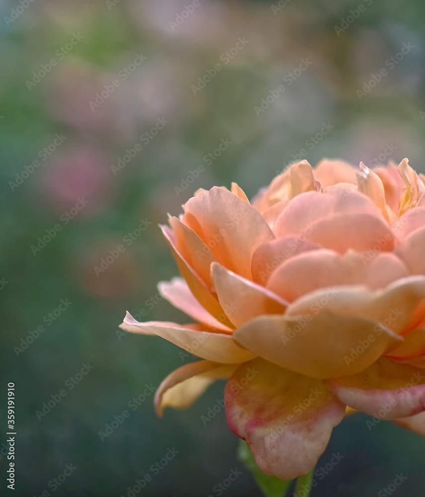 Beautiful macro of a blooming orange rose rose