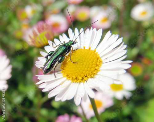 Scarabée vert et paquerette photo