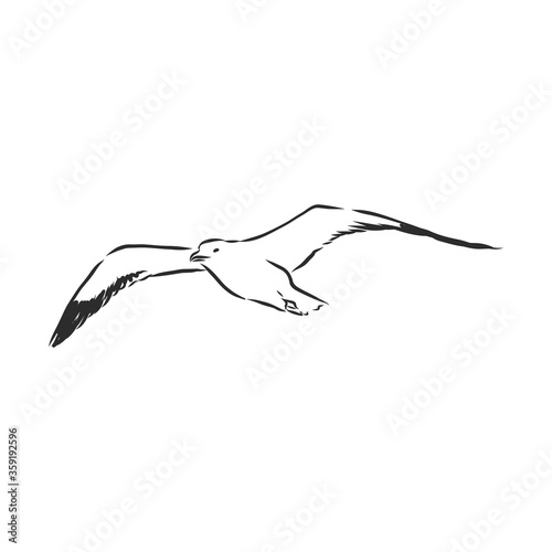 Seagull bird animal sketch engraving vector illustration. Scratch board style imitation. Hand drawn image. Seagull bird, vector sketch illustration