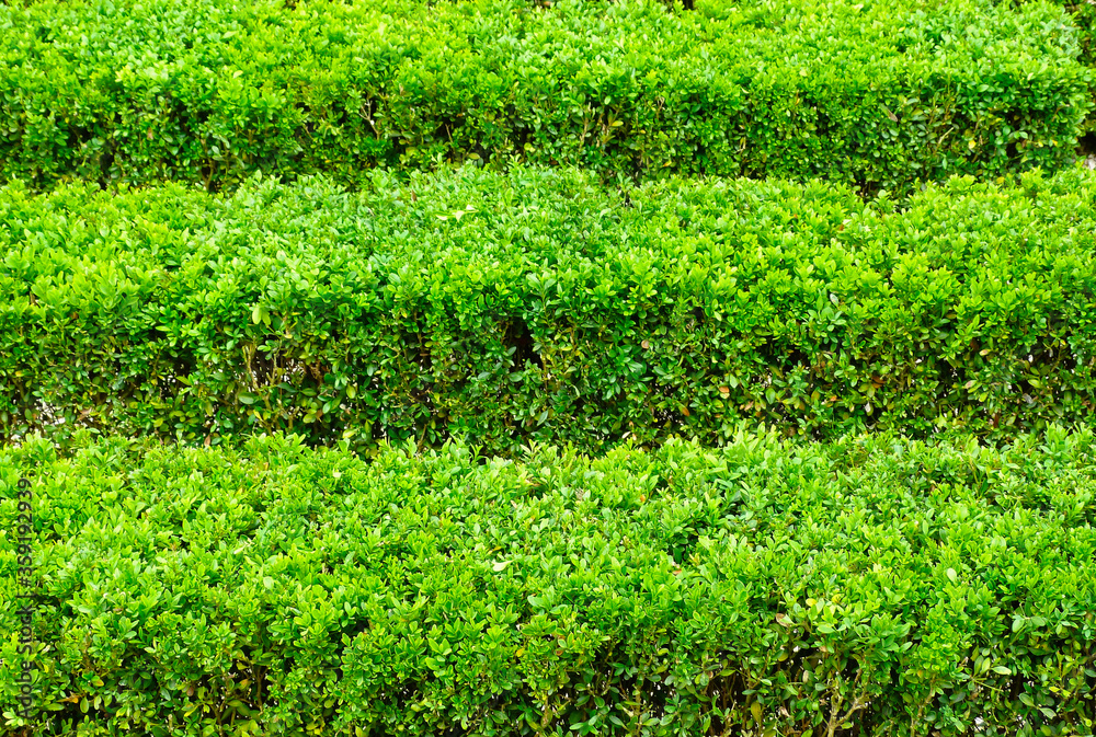 Japanese Boxwood, on other name Buxus Shrub. freshly trimmed square shapes. Live Evergreen Hedge Plant with bright small green leaves. designed and planted in tight maze shape with narrow passages 