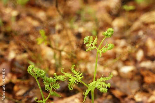 A young developing fern in the spring forest, fuzzy background, blank space 
