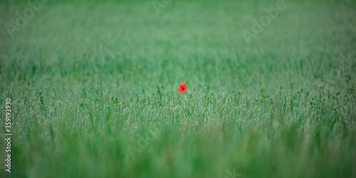 red poppy shines in a green field © Jiří Fejkl