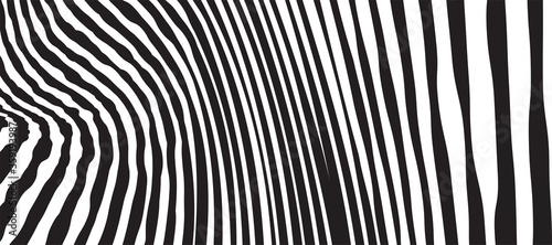 Wild Zebra Wave Pattern with black and white. Trendy Stylish Abstract Background.. © ckybe