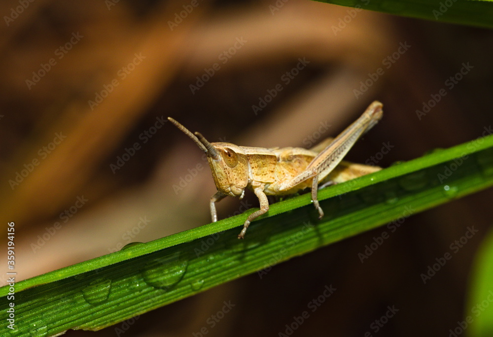 Grasshopper on the grass (Chorthippus biguttulus) Grasshopper on the grass (Chorthippus biguttulus)