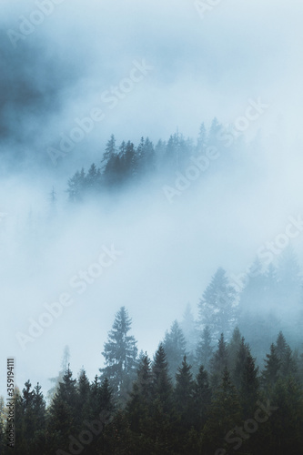 Forested mountain slope in low lying cloud with the evergreen conifers shrouded in mist in a scenic landscape view. Mystic moody and foggy morning