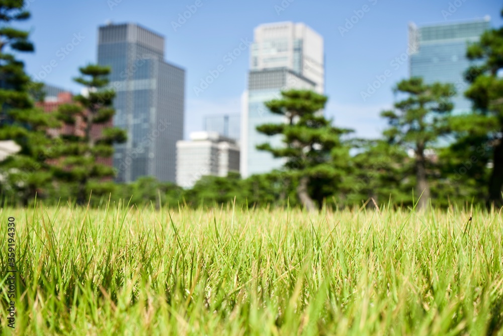 Grass in the city.
