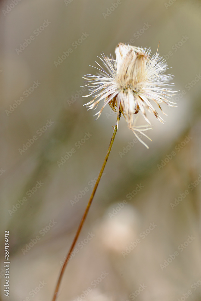Macro photography of a plant with natural light. Vertical shot with space for text. Macro photography of a plant with natural light. Vertical shot with space for text.
