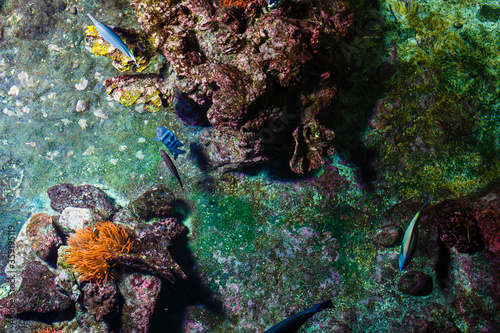 Little colorful fish, bright coral reef in aquarium. Underwater life.