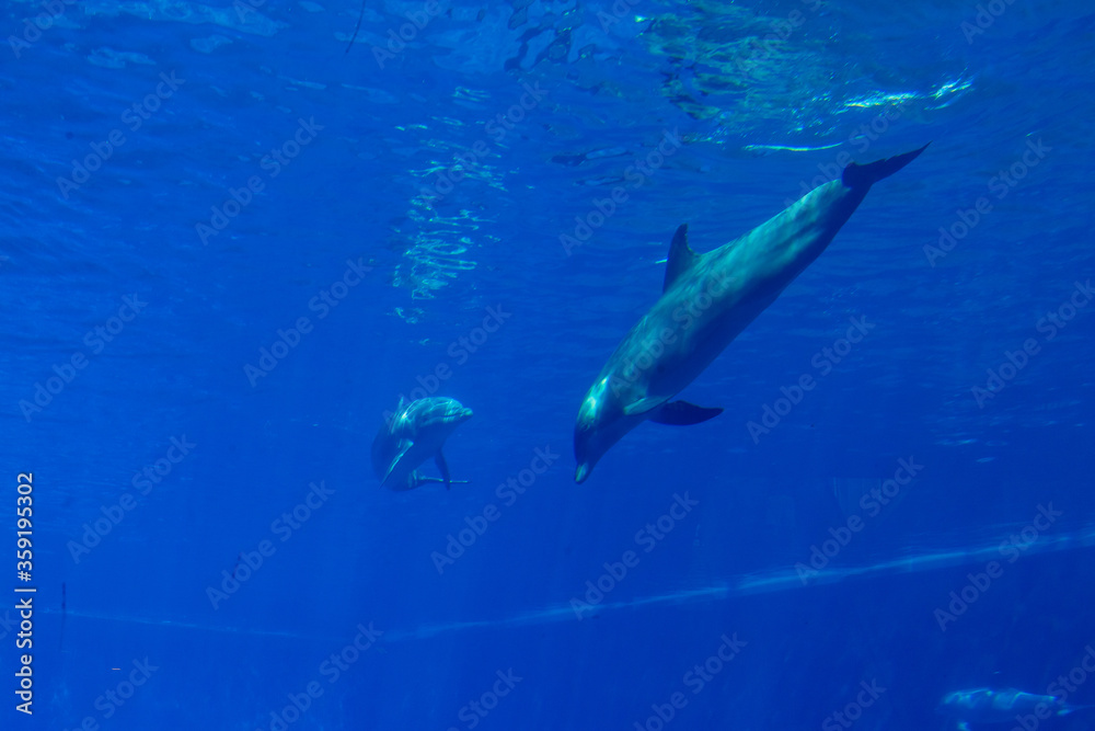 Obraz premium dolphins in a large blue aquarium closeup