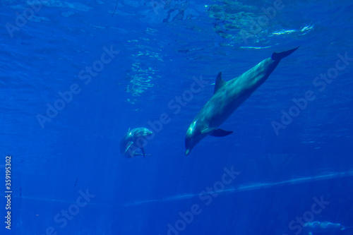 dolphins in a large blue aquarium closeup