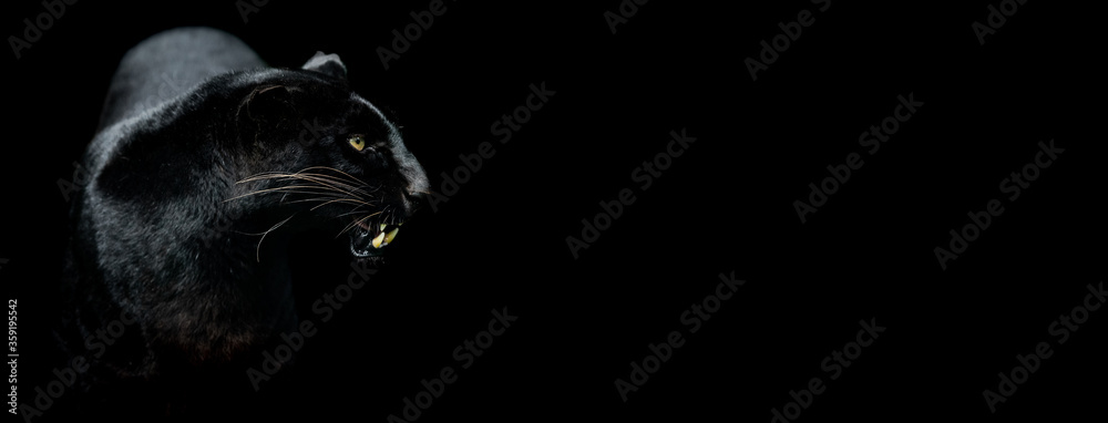 Obraz Template of a Black panther with a black background