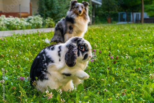 Shetland shepherd and a bunny in grass