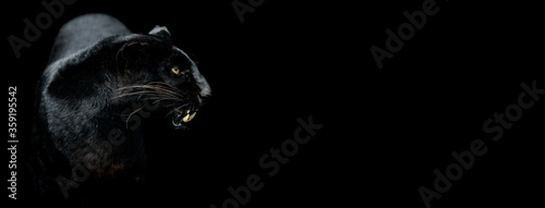 Obraz na płótnie Template of a Black panther with a black background w salonie