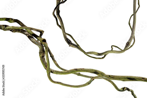 Fototapeta Naklejka Na Ścianę i Meble -  wood root Bush grape or three-leaved wild vine cayratia (Cayratia trifolia) liana ivy plant bush, nature frame jungle border, isolated on white background with clipping path included. Floral Desaign.