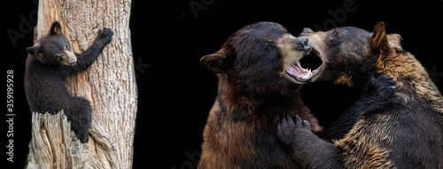 Template of Black Bear with a black background