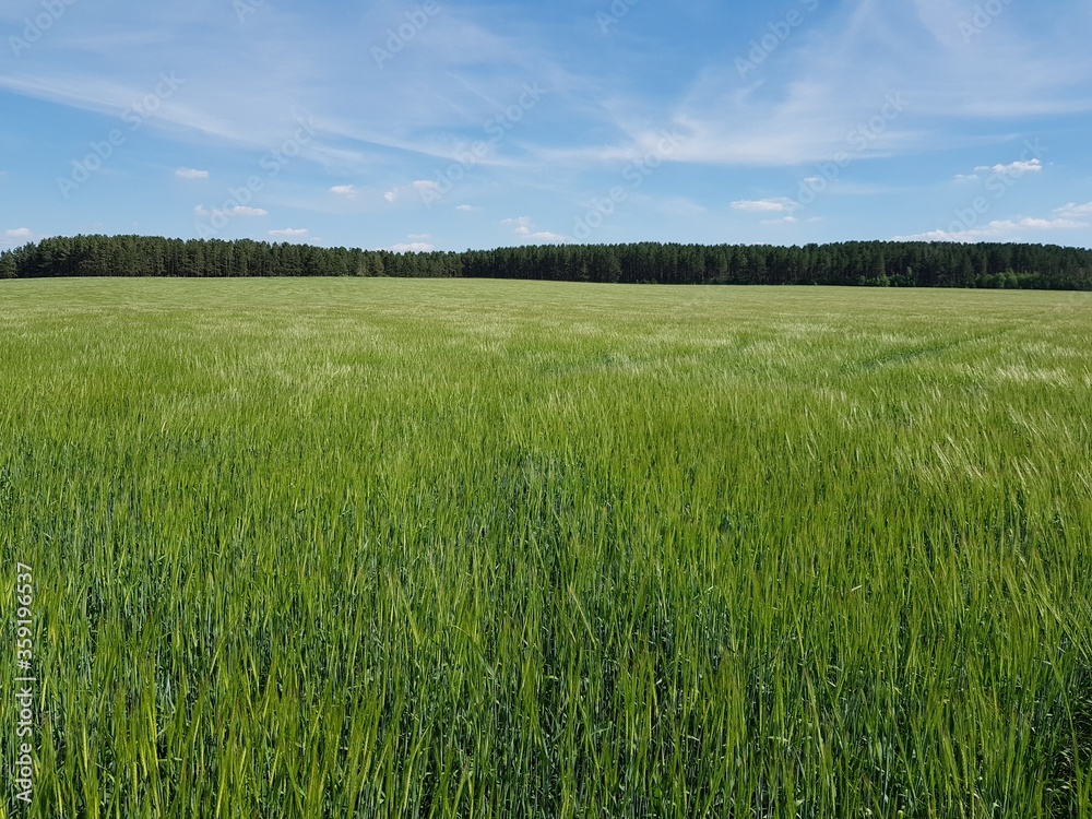 Green rye sprouts in the field Green rye sprouts in the field