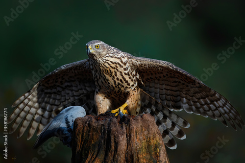 Northern Goshawk (Accipiter gentilis) sitting on a branch with a dove in the forest of Noord Brabant in the Netherlands. 