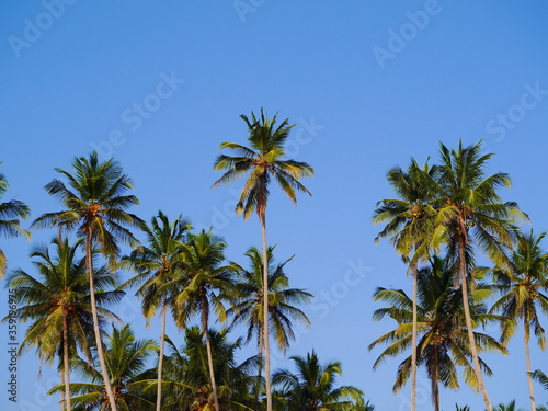 Fototapeta Naklejka Na Ścianę i Meble -  Sri Lanka 