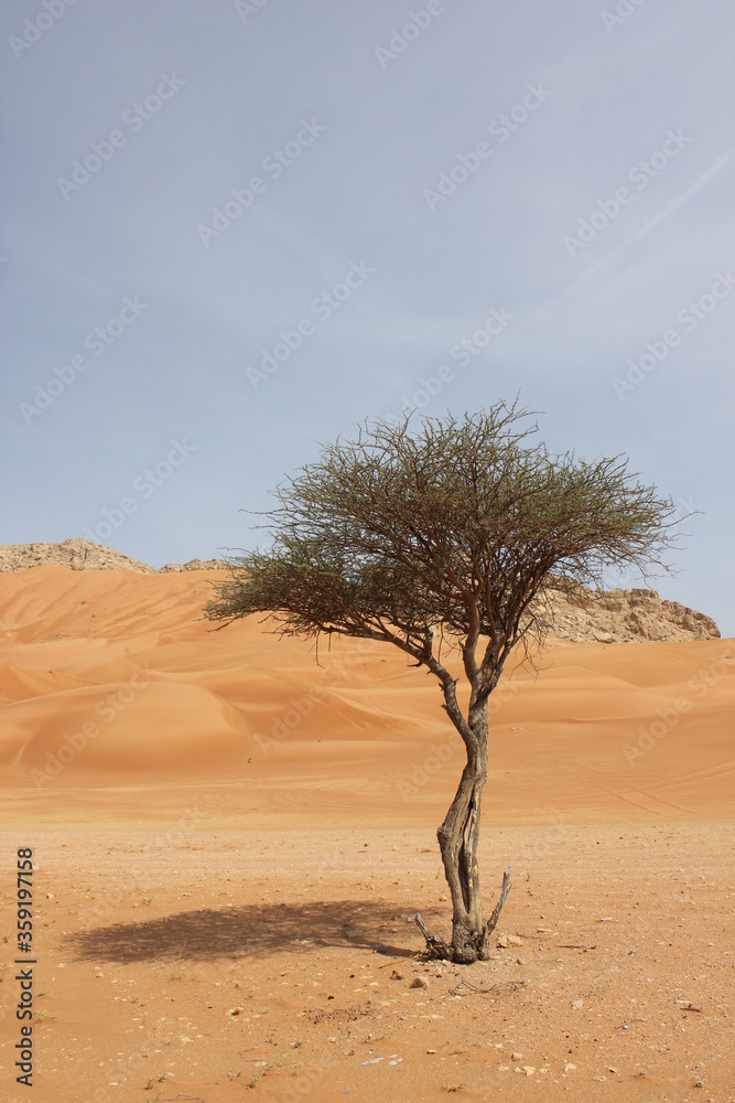 Hot and arid desert sand dunes terrain in Sharjah emirate in the United Arab Emirates. The oil-rich UAE receives less than 4 inches of rainfall a year and relies on water from desalination plants. Hot and arid desert sand dunes terrain in Sharjah emirate in the United Arab Emirates. The oil-rich UAE receives less than 4 inches of rainfall a year and relies on water from desalination plants.