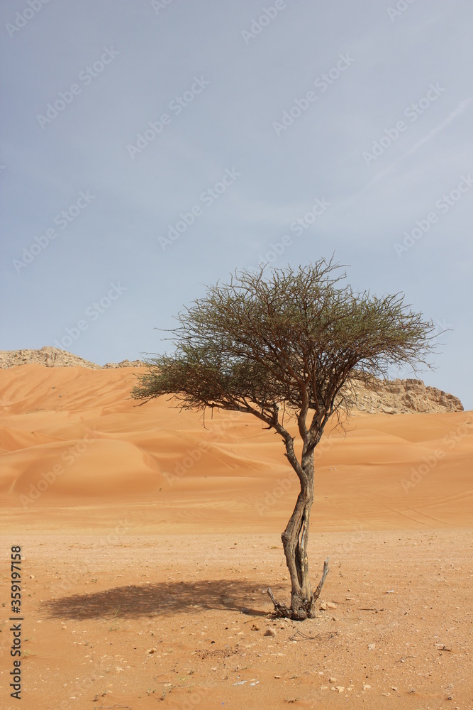 Hot and arid desert sand dunes terrain in Sharjah emirate in the United Arab Emirates. The oil-rich UAE receives less than 4 inches of rainfall a year and relies on water from desalination plants.