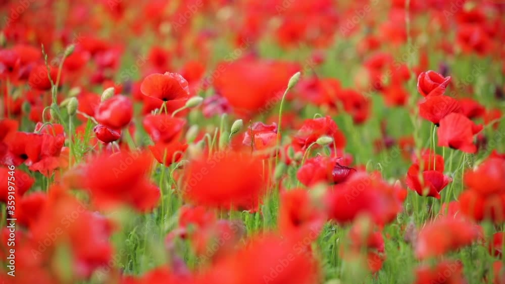 Field of Poppy Flowers blooming in Spring in Czech republic Field of Poppy Flowers blooming in Spring in Czech republic