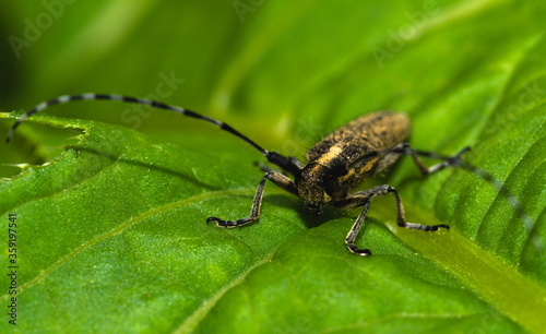 Bug on a leaf, Beetle, (Agapanthia villosoviridescens) © Maciek