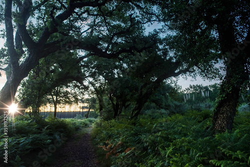 cork oak forest at dawn © Image'in