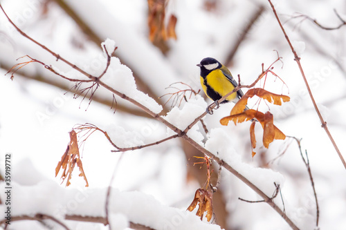 tit bird sits on a snowy maple branch in winter