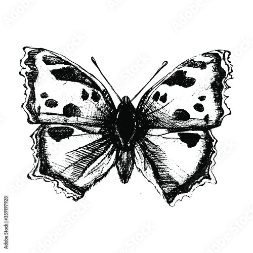 Butterfly ink drawing. Vector element. 
