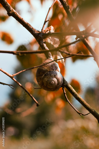 snail hanging on tree branch