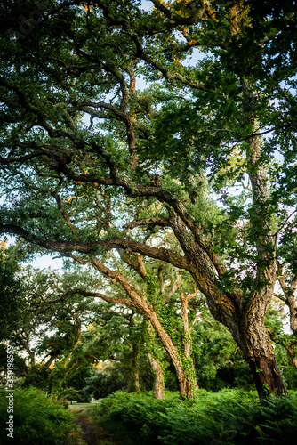 cork oak forest at dawn