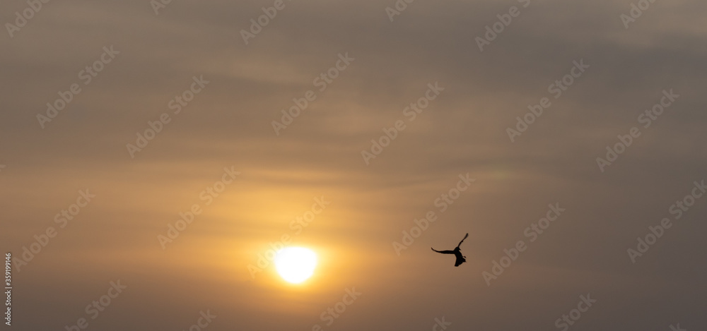 Beautiful shot of a bird flying in the sky with sunset in the background.