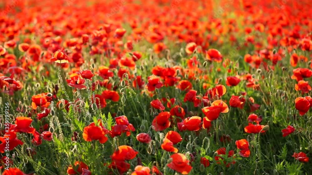 Field of Poppy Flowers blooming in Spring in Czech republic Field of Poppy Flowers blooming in Spring in Czech republic