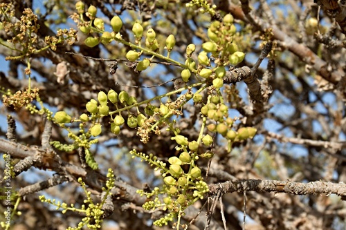 Frankincense trees / Boswellia sacra / grow in Wadi Dawkah, near the city of Salalah. The Land of Frankincense has been a UNESCO World Heritage Site since 2000. Oman. Arabian Peninsula. Asia. photo