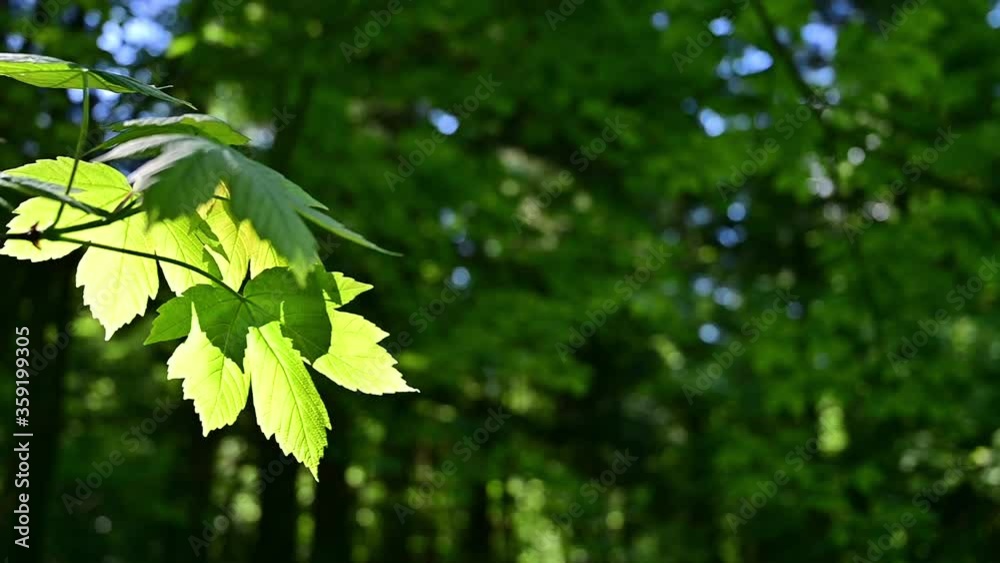 maple leaves luiminated with early sunlight deep in the forest maple leaves luiminated with early sunlight deep in the forest