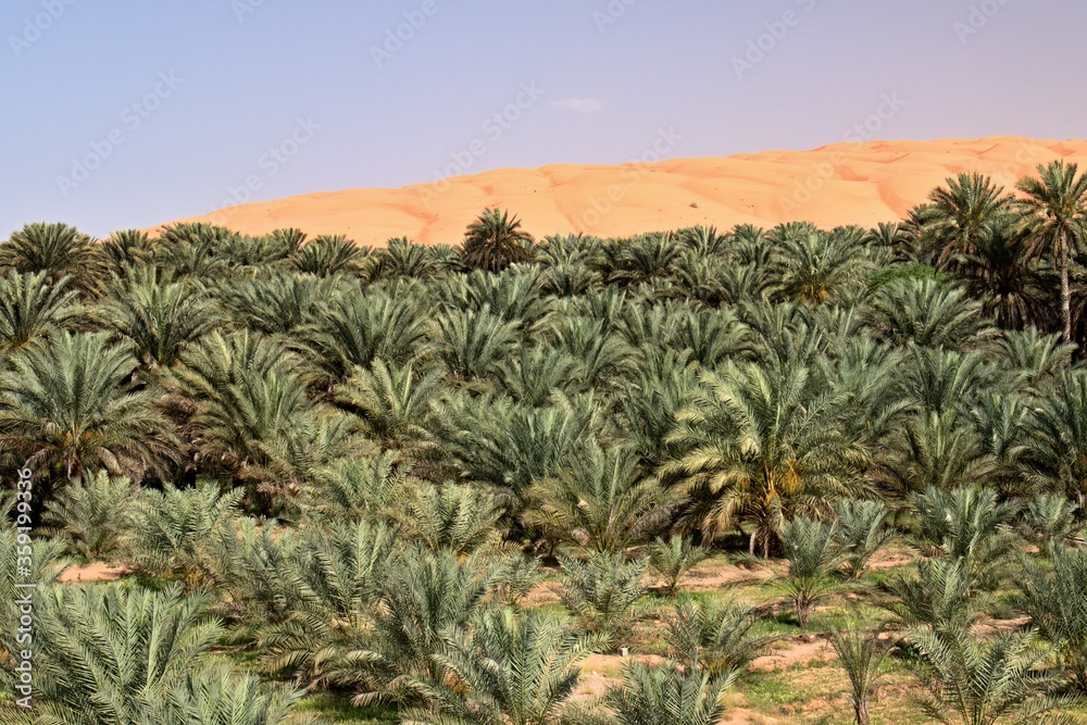 A view of the Wahiba Sands Desert. It has an area of 12,500 square kilometers, located in the northeastern part of the Arabian Peninsula. The sand dunes reach a height of 100 meters. Oman. Asia. A view of the Wahiba Sands Desert. It has an area of 12,500 square kilometers, located in the northeastern part of the Arabian Peninsula. The sand dunes reach a height of 100 meters. Oman. Asia.
