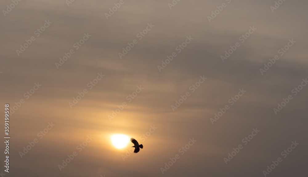 Zoom in shot of a bird flying in the sky during the Golden Hour and sun setting in the background. Zoom in shot of a bird flying in the sky during the Golden Hour and sun setting in the background.