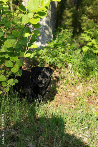 Dog hiding behind bushes