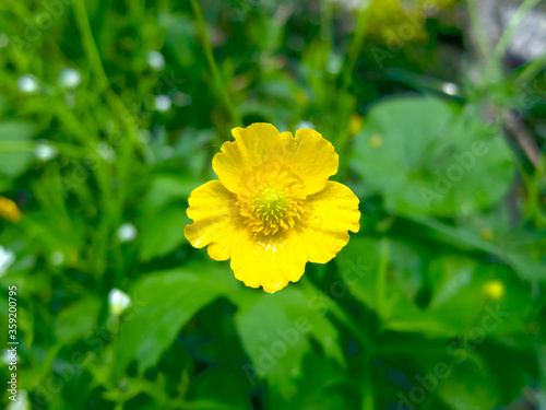 Buttercup creeping among the greenery in the forest close up