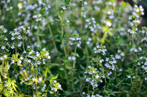 Thyme blossom vegetable garden. Organic fresh herb. Thymus vulgaris herb plant. Countryside garden. Agriculture in the village.