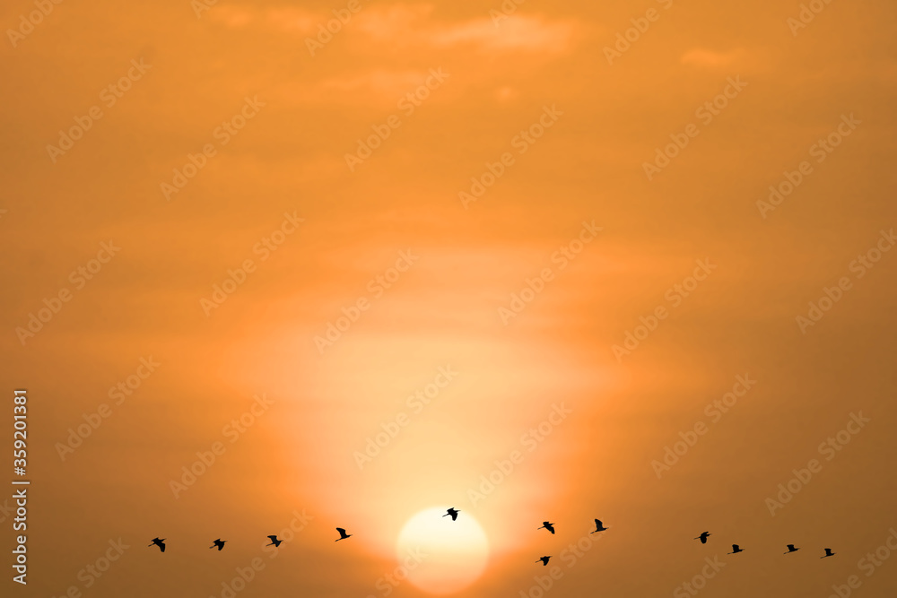 sunset on evening light orange cloud on the sky and birds flying sunset on evening light orange cloud on the sky and birds flying