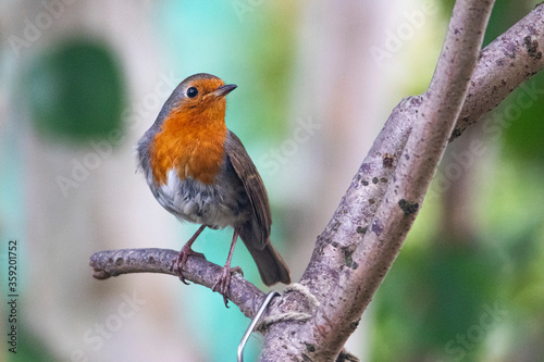 Young Robin bird in garden