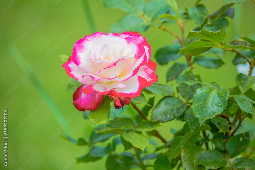 Rose Rose