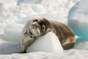 Poster Antarctica Krabbenetende zeehond rustend op ijs  © Anton