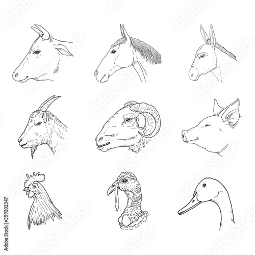Vector Set of Sketch Farm Animals Heads.