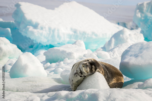 Crabeater seal have a rest on the sun in Antarctica