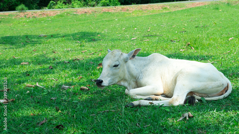 pretty little calf sleeping alone in green pasture pretty little calf sleeping alone in green pasture